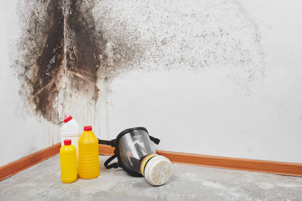 Best Residential Mold Removal  in Allentown, PA