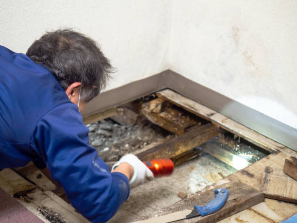 Reliable Allentown, PA Mold Removal Solutions
