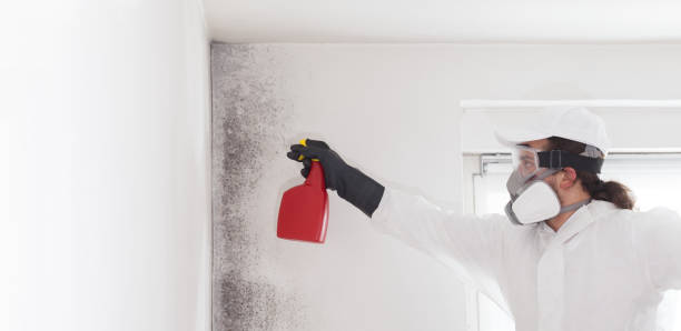 Best Mold Damage Repair  in Allentown, PA