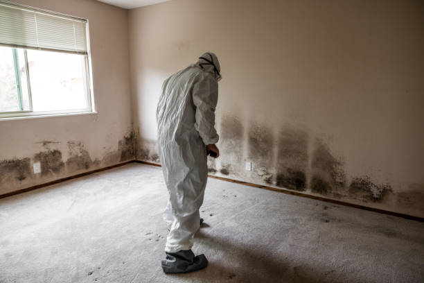 Best Commercial Mold Removal  in Allentown, PA