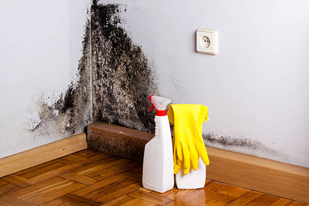 Best Mold Testing  in Allentown, PA
