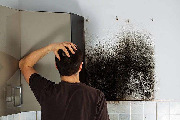 Best Toxic Mold Removal  in Allentown, PA