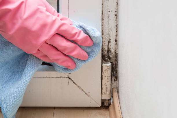 Best Best Mold Removal Companies  in Allentown, PA
