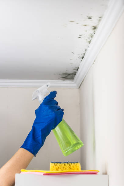 Best Professional Mold Removal  in Allentown, PA