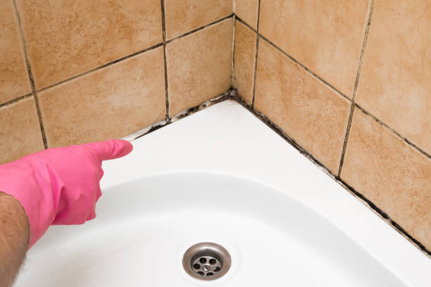 Best Toxic Mold Removal  in Allentown, PA