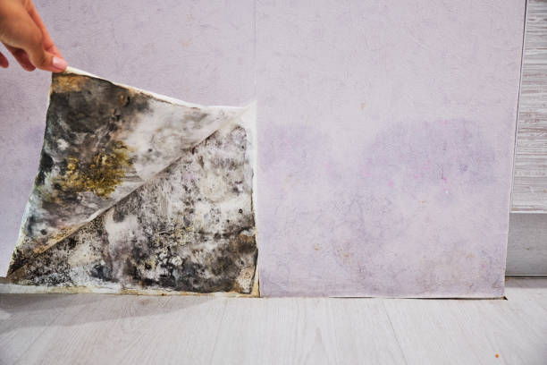 Best Mold Removal Specialists  in Allentown, PA